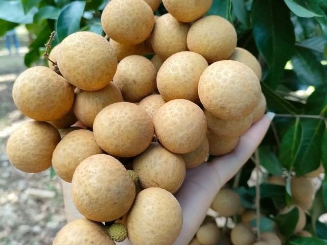 【好友日8折！台東本土 泰國依多龍眼3斤禮盒ｘ2盒】唯一在地種植泰國龍眼 肉厚籽小驚豔你的味蕾