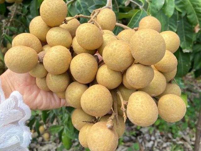 【好友日8折！台東本土 泰國依多龍眼3斤禮盒ｘ2盒】唯一在地種植泰國龍眼 肉厚籽小驚豔你的味蕾