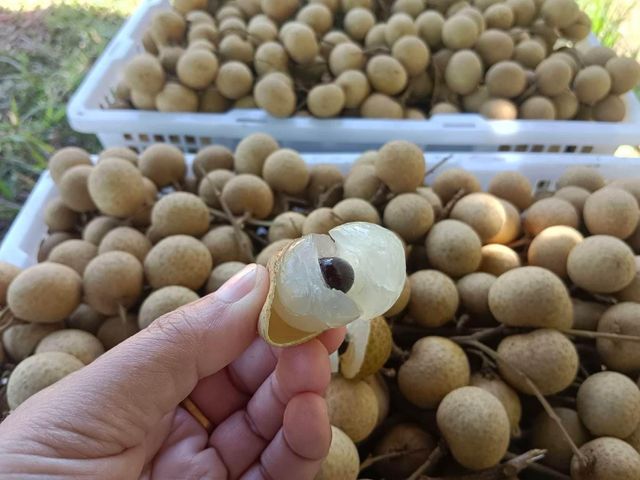 【好友日8折！台東本土 泰國依多龍眼3斤禮盒ｘ2盒】唯一在地種植泰國龍眼 肉厚籽小驚豔你的味蕾