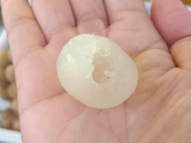 【好友日8折！台東本土 泰國依多龍眼3斤禮盒ｘ2盒】唯一在地種植泰國龍眼 肉厚籽小驚豔你的味蕾