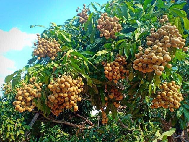 【好友日8折！台東本土 泰國依多龍眼3斤禮盒ｘ2盒】唯一在地種植泰國龍眼 肉厚籽小驚豔你的味蕾