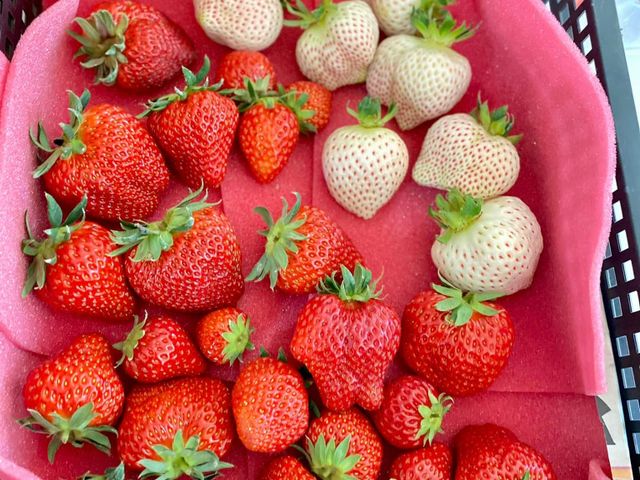 【寶藏禮盒！日系無毒雙色草莓11入(大果) x2入】紅顏x天使的日系草莓甜蜜與風華