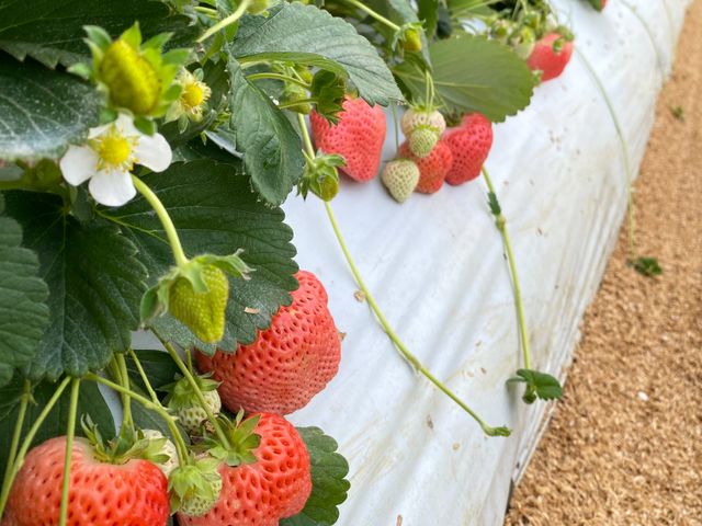 【珍稀少見！日系無毒雙色草莓15入(中果) x2入】紅顏 x 天使的日系草莓甜蜜與風華