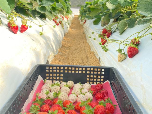 【珍稀少見！日系無毒雙色草莓15入(中果) x2入】紅顏 x 天使的日系草莓甜蜜與風華
