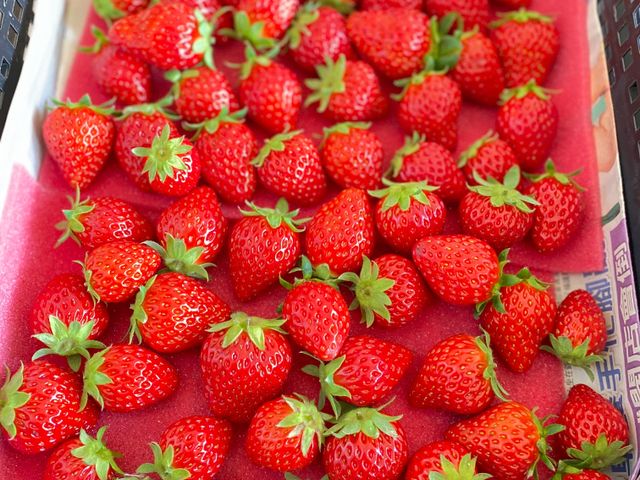 【限量禮盒！日系無毒紅顏草莓6~9入(特大果) x2入】比豐香更勝一籌的嬌豔紅寶石