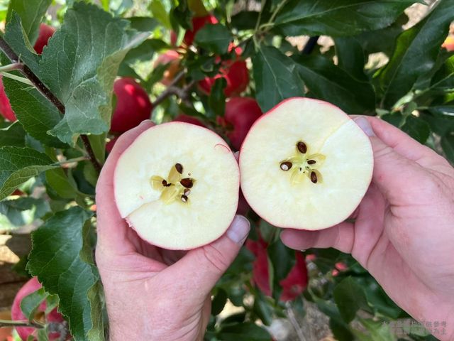 【8折優惠！紐西蘭加拉蘋果x22顆】隨手來一顆 營養滿分