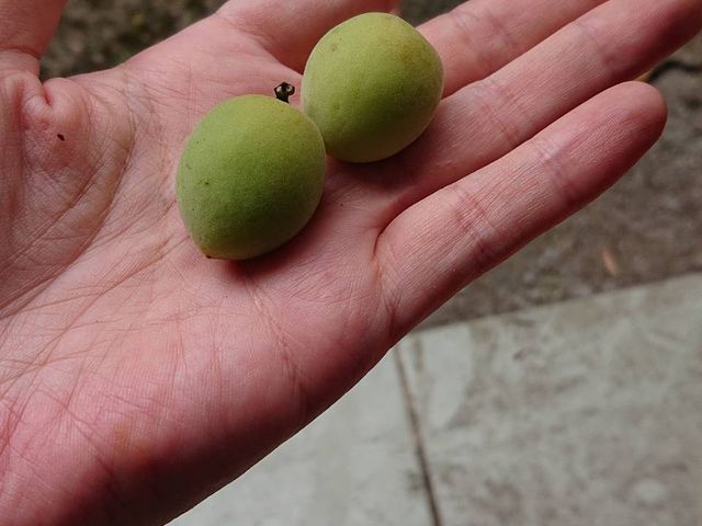 【惜福品！那瑪夏的惜福無毒青熟梅10斤裝】我很好只是長得醜的深山野放梅
