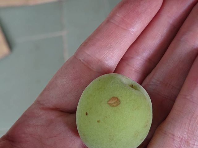 【惜福品！那瑪夏的惜福無毒青熟梅10斤裝】我很好只是長得醜的深山野放梅