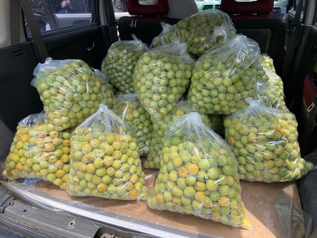 【結實纍纍！顆顆手採黃梅20斤裝(大果)】飽滿果肉，適合泡梅酒、梅醋跟醃製Q梅