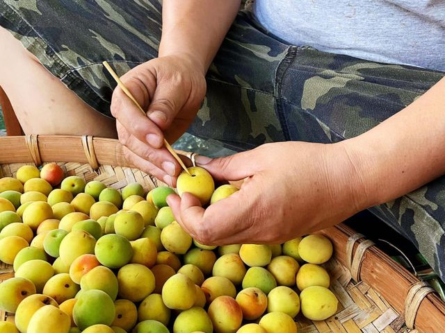 【結實纍纍！顆顆手採黃梅20斤裝(大果)】飽滿果肉，適合泡梅酒、梅醋跟醃製Q梅