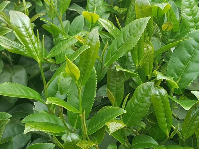 【源霧 - 洋甘菊包種茶包 8入】傳承十二道工序製茶 每一口都是甘醇好滋味