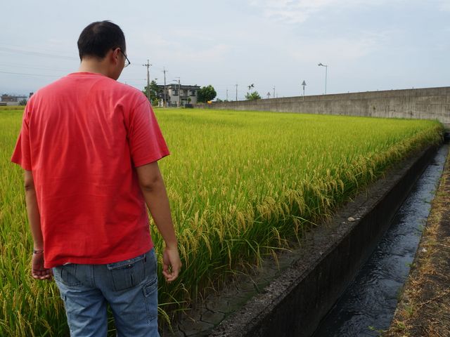 【8月新米預購！有機(轉型期) 在來香米(白米) 2公斤】宜蘭三星的友善耕作安全健康稻米