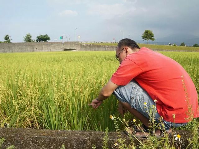 【免運組！有機(轉型期) 在來香米(糙米) 2公斤Ｘ10包】宜蘭三星的友善耕作安全健康稻米