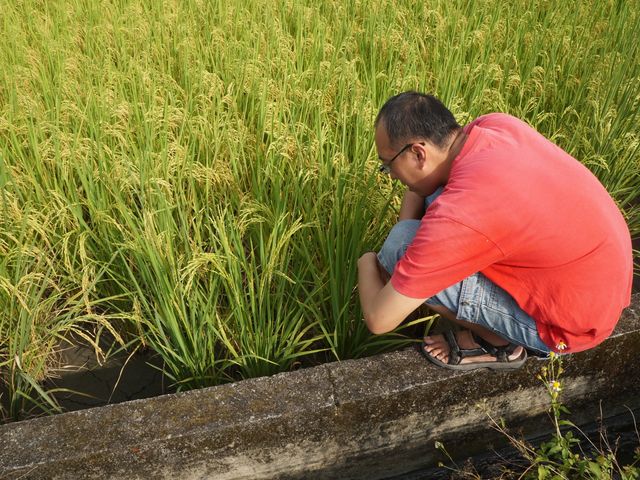 【蓬萊香米(白米) 2公斤】宜蘭三星的友善耕作安全健康稻米
