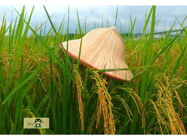【蓬萊香米(糙米) 2公斤】宜蘭三星的友善耕作安全健康稻米