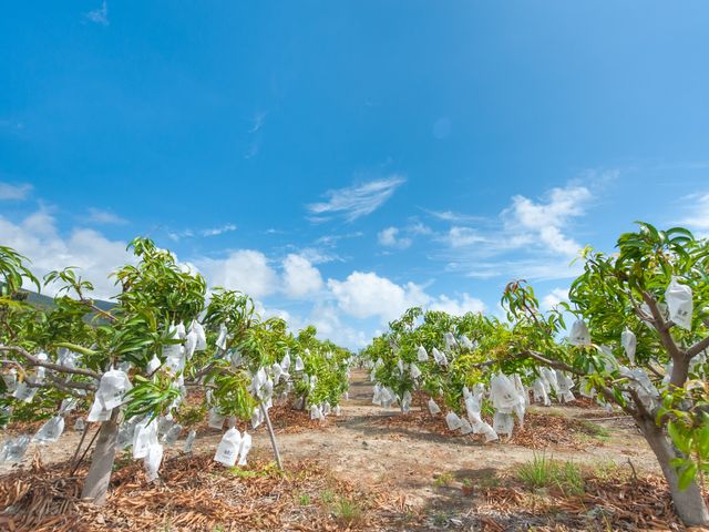 【屏東枋山 自然熟成黑香芒果5斤裝(6~7粒、大果)】有花香與蜜香的烏香芒果