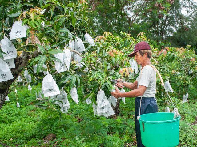 【屏東枋山 自然熟成黑香芒果5斤裝(6~7粒、大果)】有花香與蜜香的烏香芒果