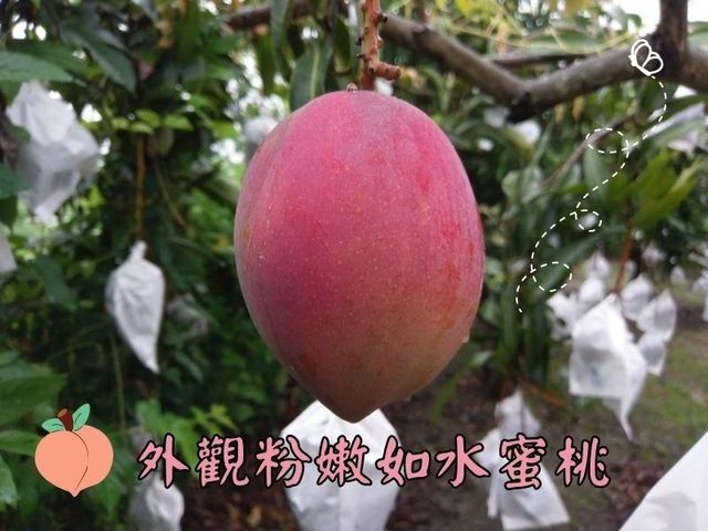 【屏東枋山 市場少見的杉林芒果5斤裝(8粒)】幾乎無纖維 還有水蜜桃香氣