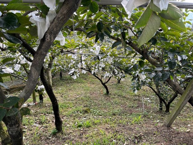 【金秋預購！東勢大雪山甜柿6入禮盒】 脆甜飽滿 產銷履歷認證的高山甜柿