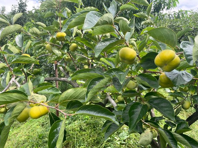 【雙十優惠！金秋限定！東勢大雪山甜柿6入禮盒】 脆甜飽滿 產銷履歷認證的高山甜柿