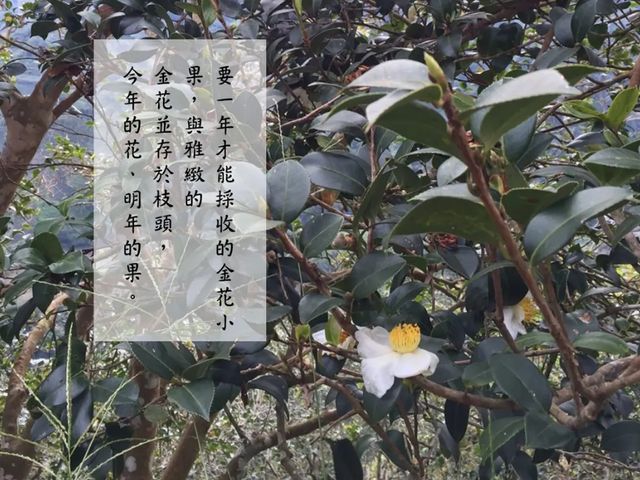 【高仰三 苦茶油禮盒(2瓶)】台灣原生金花小菓 東方橄欖油茶花籽油