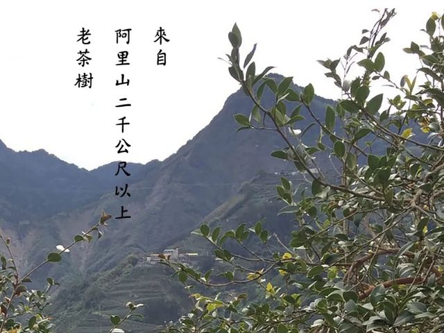 【高仰三 苦茶油禮盒(2瓶)】台灣原生金花小菓 東方橄欖油茶花籽油