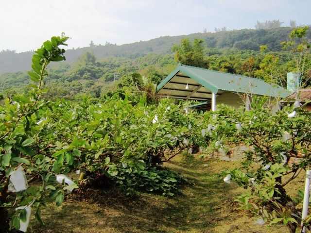 【高雄田寮 自然甜味有機綜合水果箱 8斤裝】芭樂、芭蕉、木瓜 一箱滿足小家庭一週的水果營養