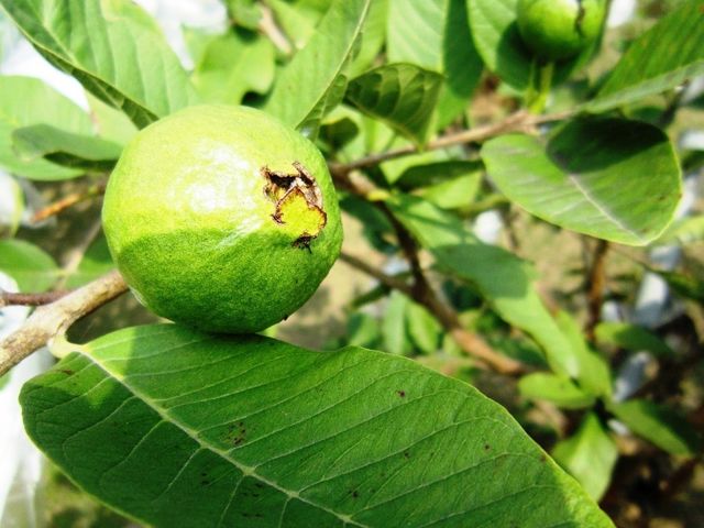 【高雄田寮 自然甜味有機綜合水果箱 8斤裝】芭樂、芭蕉、木瓜 一箱滿足小家庭一週的水果營養