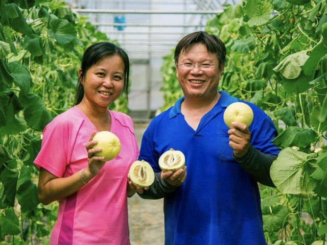 【香甜預購！微笑田園 - 香甜美濃瓜7-8入禮盒裝】一株只留一瓜的多汁好香瓜！