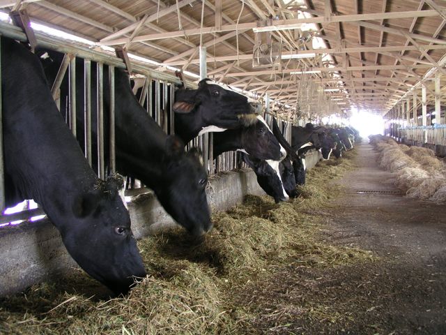 【主恩鮮乳 940cc 15瓶 團購優惠組】畜牧科班出身專業經營 最天然的鮮奶牛奶來自最現代化的牧場!