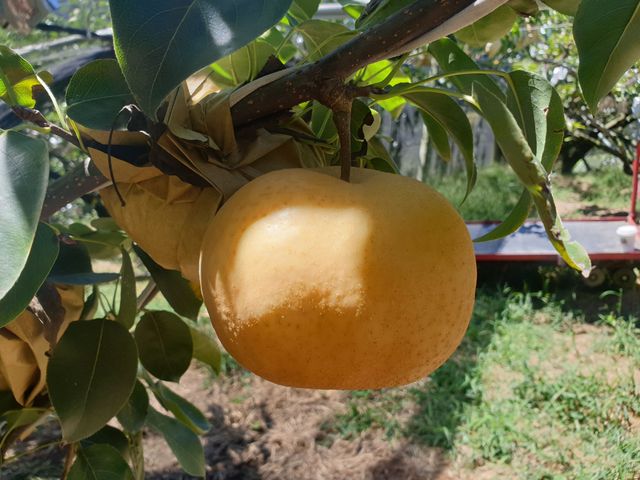 【秋日預購！梨中之王！台中梨山 雪梨禮盒】高海拔秘境果園，真正的高山梨子！