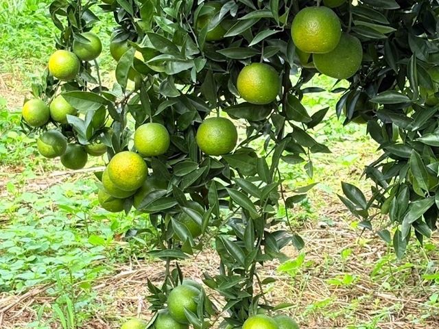 【新竹寶山 酸甜椪柑 5斤禮盒】好剝風味濃郁的柑橘