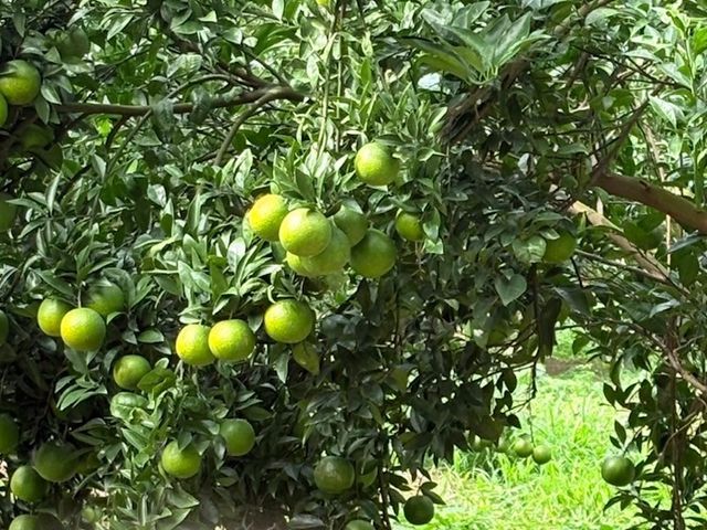 【新竹寶山 酸甜椪柑 5斤禮盒】好剝風味濃郁的柑橘