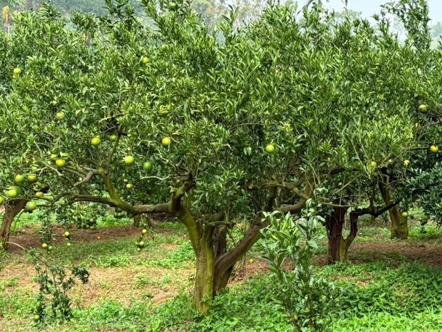 【新竹寶山 酸甜椪柑 5斤禮盒】好剝風味濃郁的柑橘