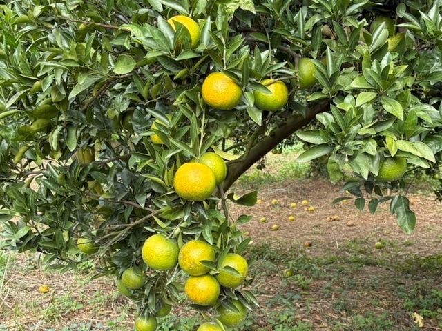 【新竹寶山 酸甜椪柑 5斤禮盒】好剝風味濃郁的柑橘