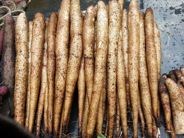 【無毒鮮凍人蔘山藥 300g x70包】具有人蔘香氣而不含人蔘成份 鬆軟綿密溫補首選