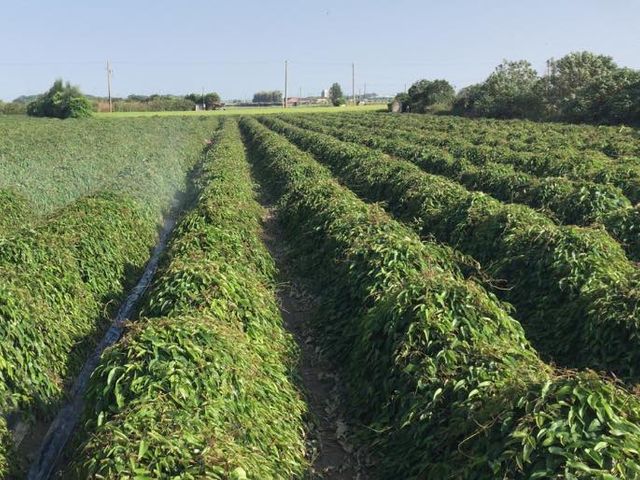 【無毒鮮凍人蔘山藥 300g x70包】具有人蔘香氣而不含人蔘成份 鬆軟綿密溫補首選