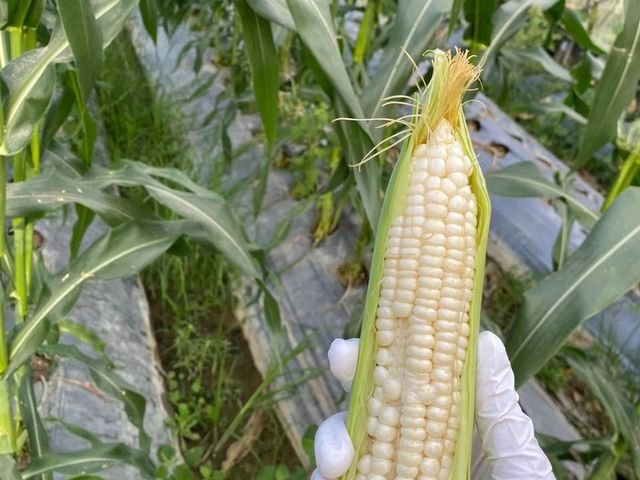 【免運！無毒白龍王水果玉米】夏季限定 香甜國產北海道牛奶水果玉米