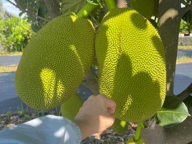 【採收中！屏東九如 陽光有機波羅蜜】濃郁甜香 膳食纖維多多