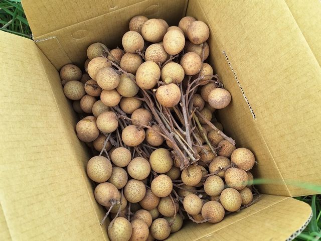 【高雄田寮 自然甜味有機龍眼】顆顆飽滿 肉質Q彈 香氣濃郁