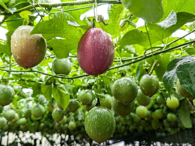 【新品種！上青紫妃百香果5斤裝】來自南投大坪頂的紅寶石
