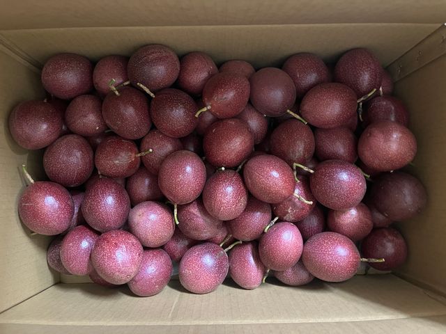 【新品種！上青紫妃百香果5斤裝】來自南投大坪頂的紅寶石