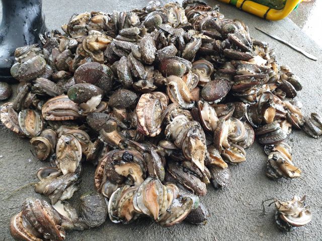 【美味海鮮 鮮漬九孔一盒(300g/盒)】天然養殖無添加 來自自家養殖場