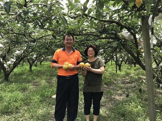 【喝豆漿長大的新興梨】產地直送 脆甜多汁！