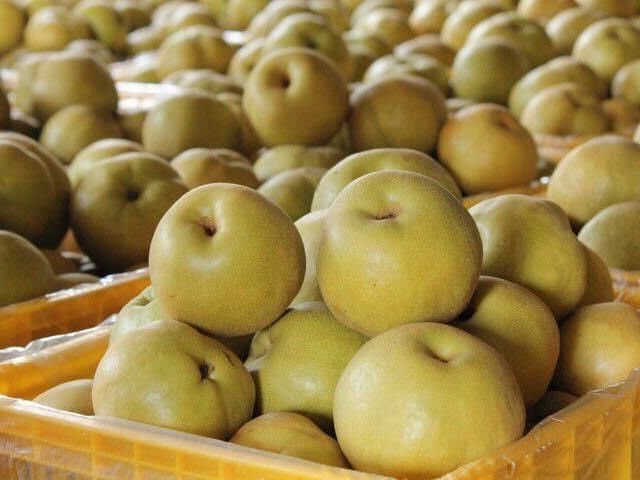 【喝豆漿長大的新興梨】產地直送 脆甜多汁！