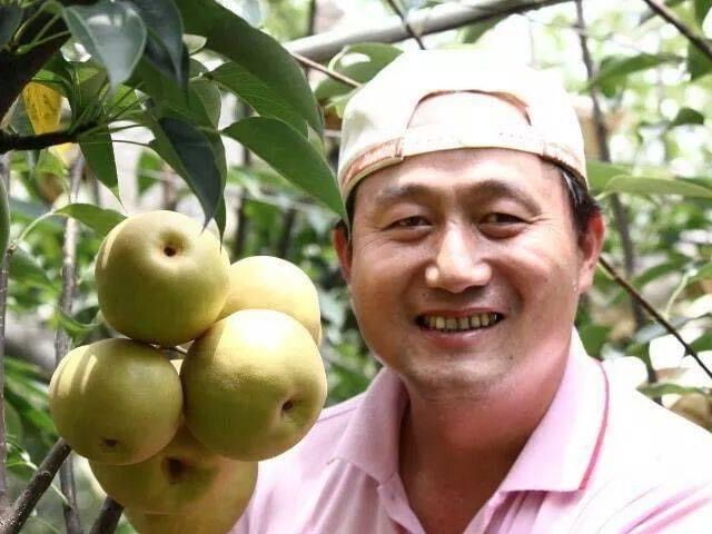 【喝豆漿長大的新興梨】產地直送 脆甜多汁！
