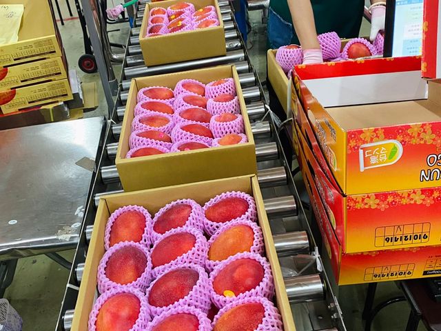 【專屬下單連結-宅配日本外銷愛文芒果運費補款】