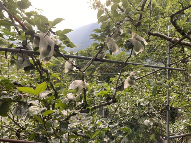 【限時預購！梨山珍稀馥香梨】獨特風味、清脆多汁令人驚艷的特殊品種梨