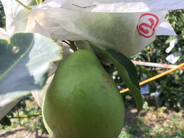 【限時預購！梨山珍稀馥香梨】獨特風味、清脆多汁令人驚艷的特殊品種梨