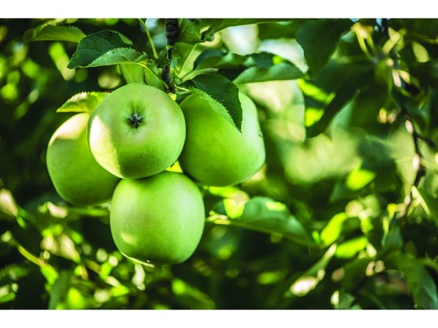 【酸爽好滋味！進口青蘋果20顆裝】香氣獨特 糖份少 維他命A、C高